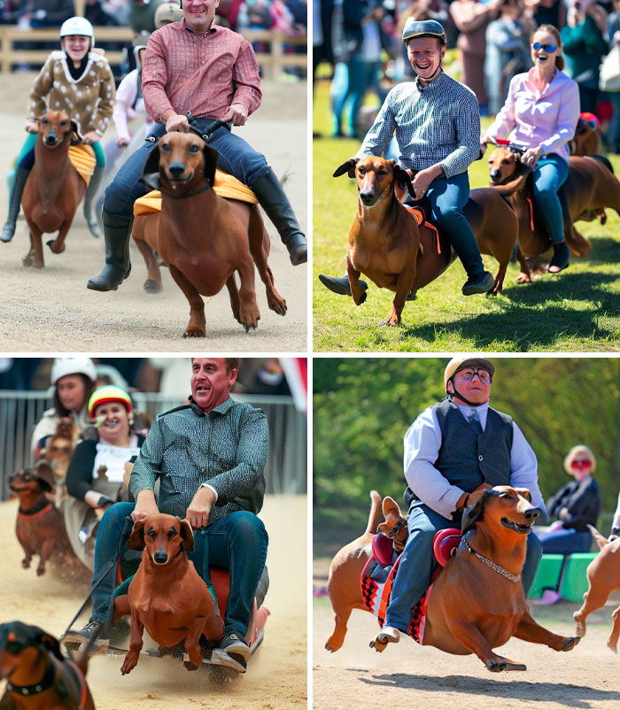 Funny AI fail collage of people riding oversized dachshunds in a race